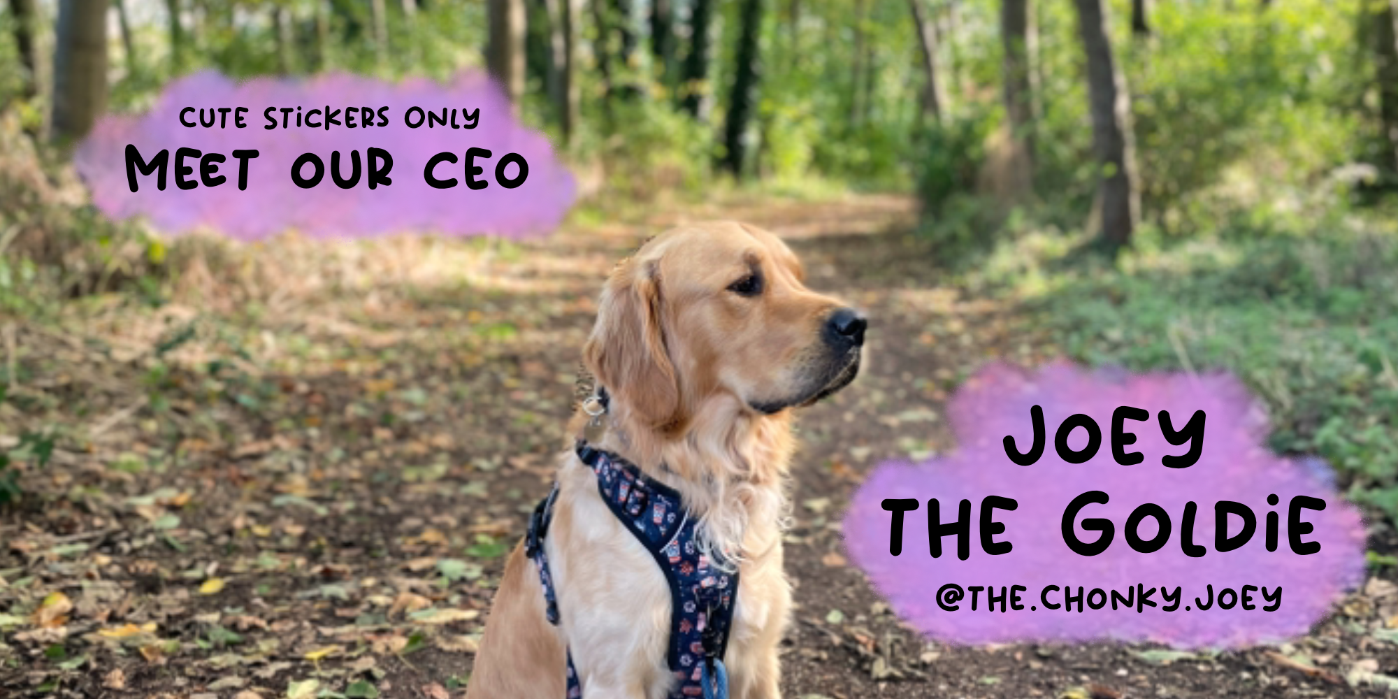 Meet our CEO, Joey the Goldie